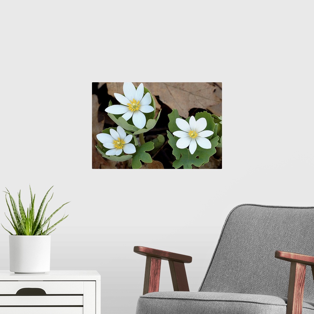 A modern room featuring Wall art of white flowers blooming out of new tree leaf growth with dead brown leaves in the back...