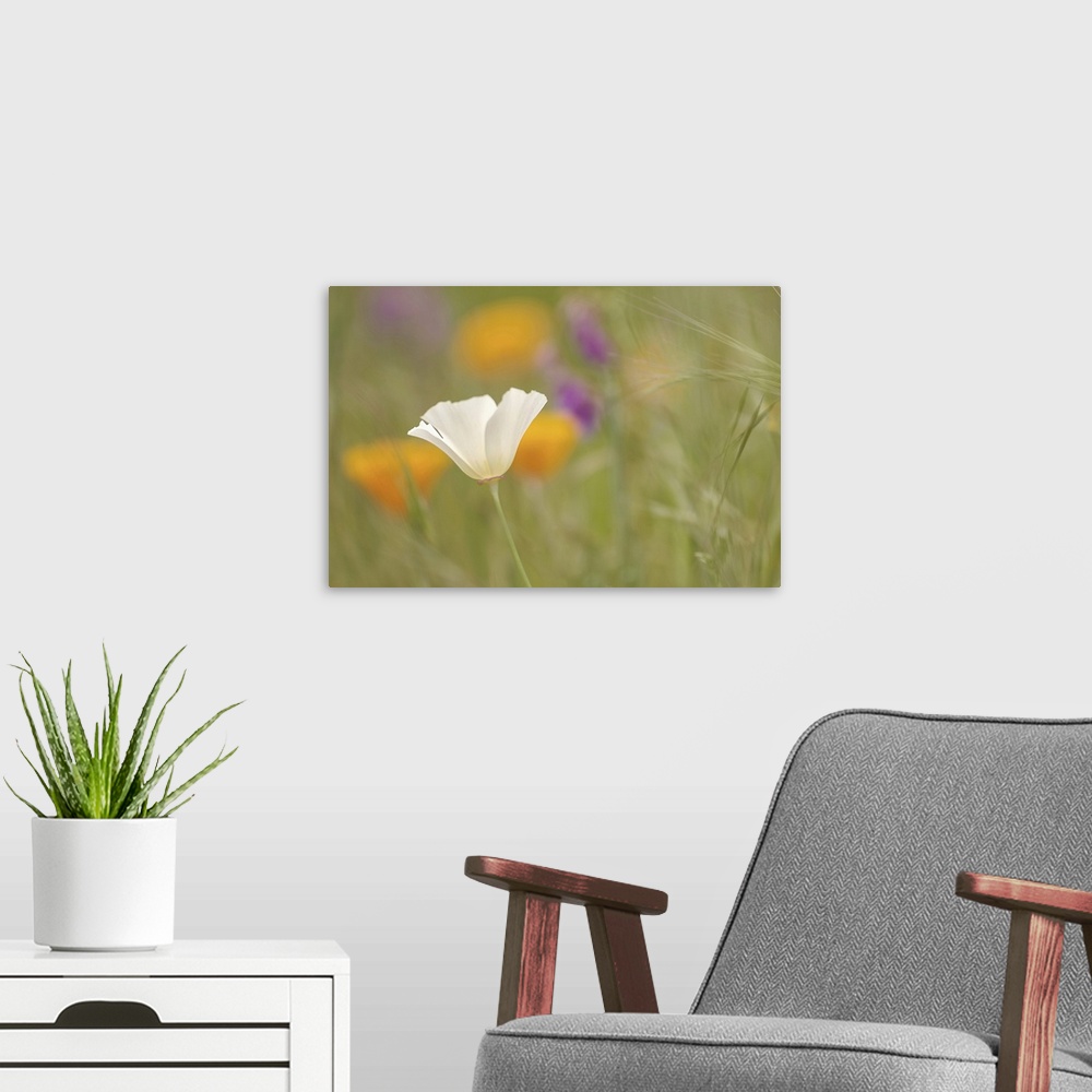 A modern room featuring A white poppy flower alone in the middle of a green field filled colorful flowers.