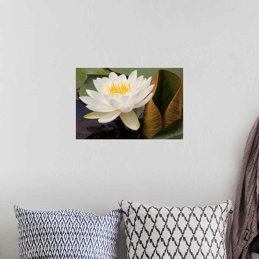 A bohemian room featuring Photograph of a single flower on surrounded by lily pads with underwater seaweed visible.