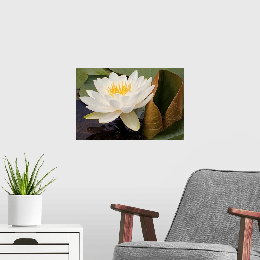 A modern room featuring Photograph of a single flower on surrounded by lily pads with underwater seaweed visible.