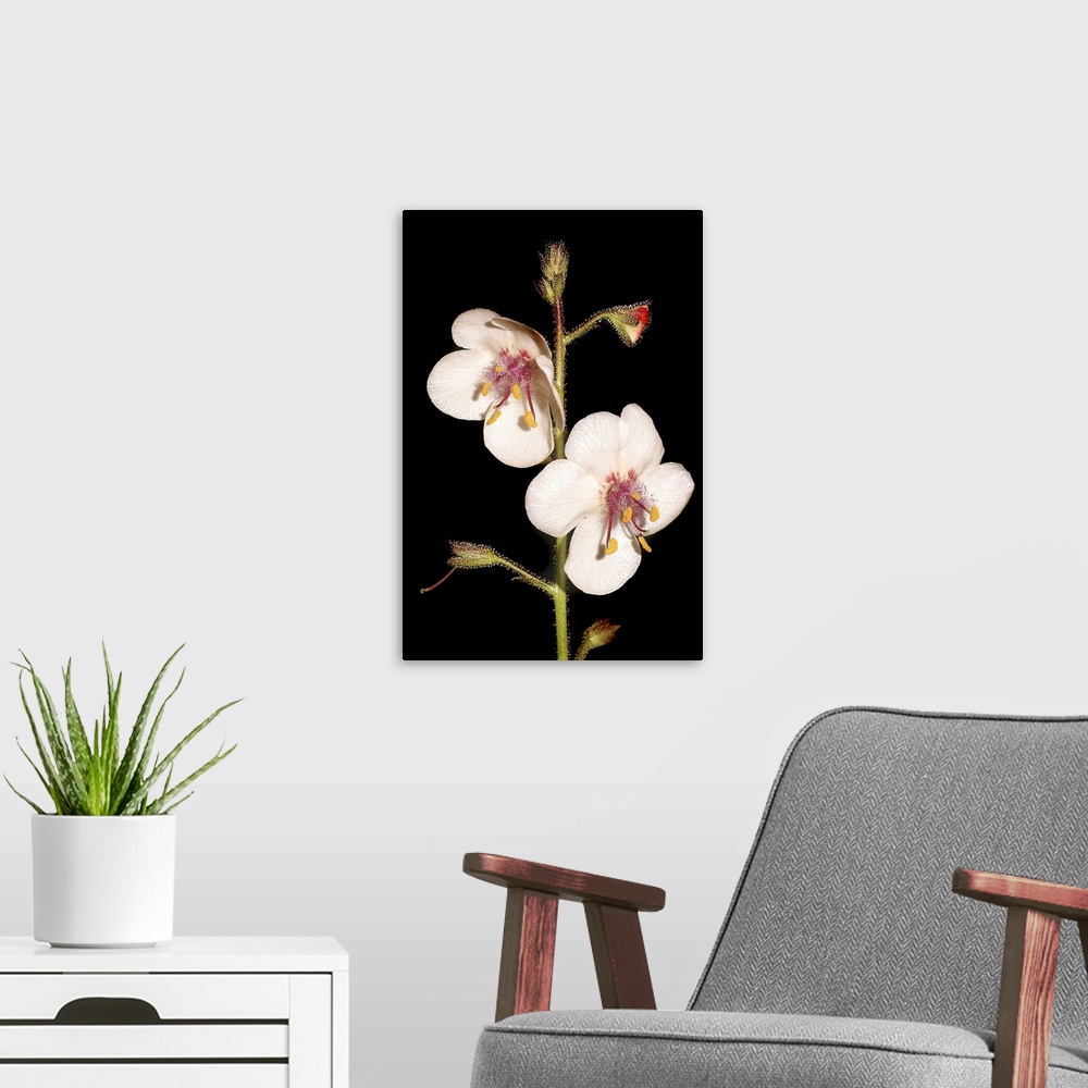 A modern room featuring Portrait, close up photograph of two wild flowers in bloom on a single stem with several other bu...