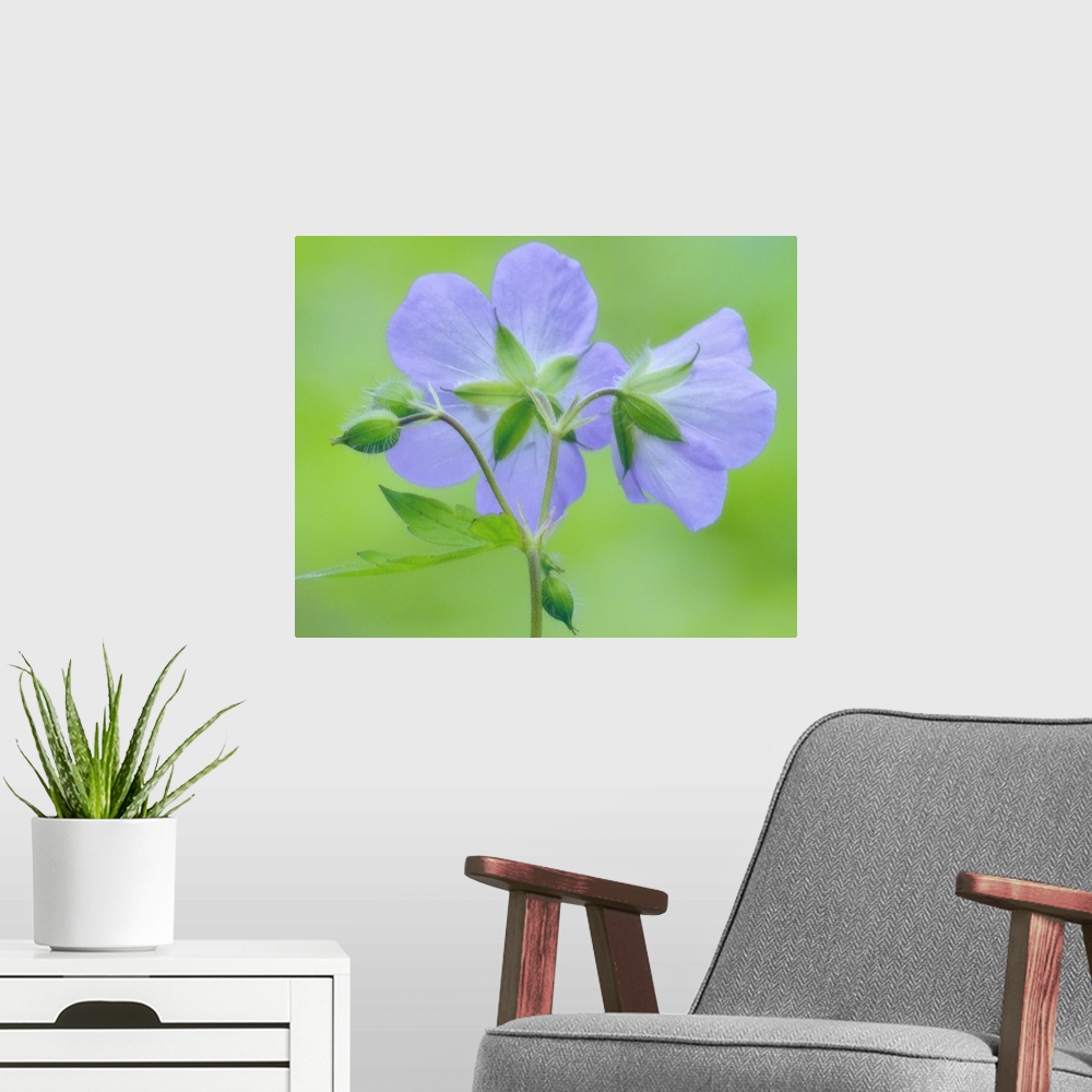 A modern room featuring A budding geranium plant is photographed showing only the back of the flowers that have bloomed.