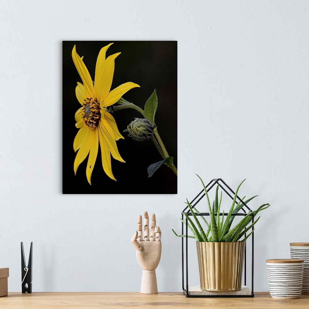 A bohemian room featuring A photograph of a yellow sunflower against a black background.