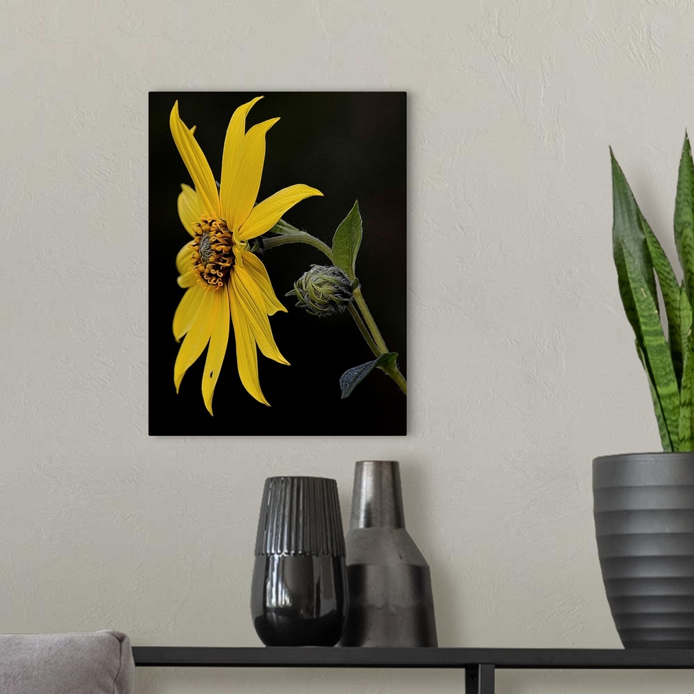 A modern room featuring A photograph of a yellow sunflower against a black background.