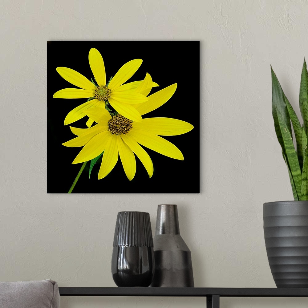 A modern room featuring Close-up photograph of yellow woodland sunflowers.