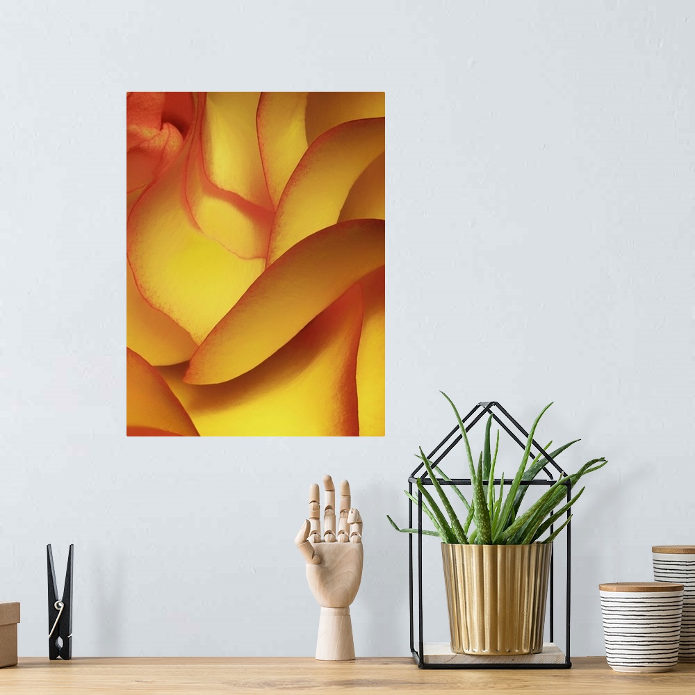 A bohemian room featuring Portrait, large, close up photograph of the petals on a yellow rose.