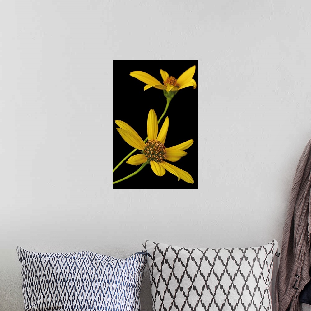 A bohemian room featuring Two yellow wild flowers are photographed closely against a plain black background.