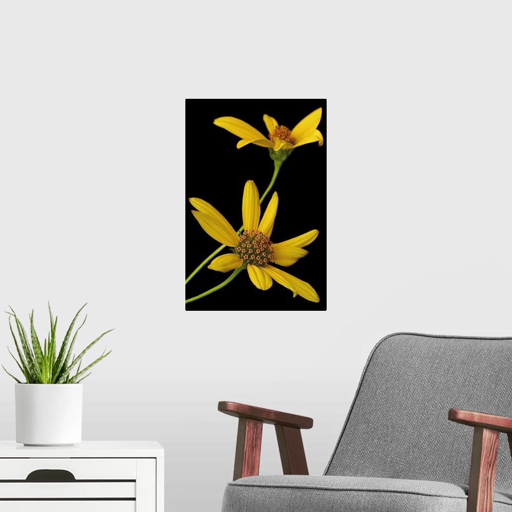 A modern room featuring Two yellow wild flowers are photographed closely against a plain black background.
