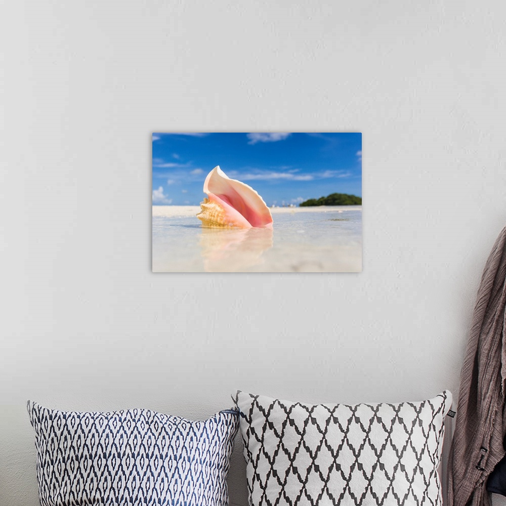 A bohemian room featuring A colorful conch shell sits on a sandbar during low tide in the Florida Keys.