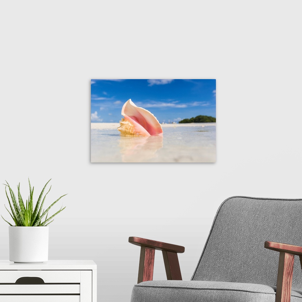 A modern room featuring A colorful conch shell sits on a sandbar during low tide in the Florida Keys.