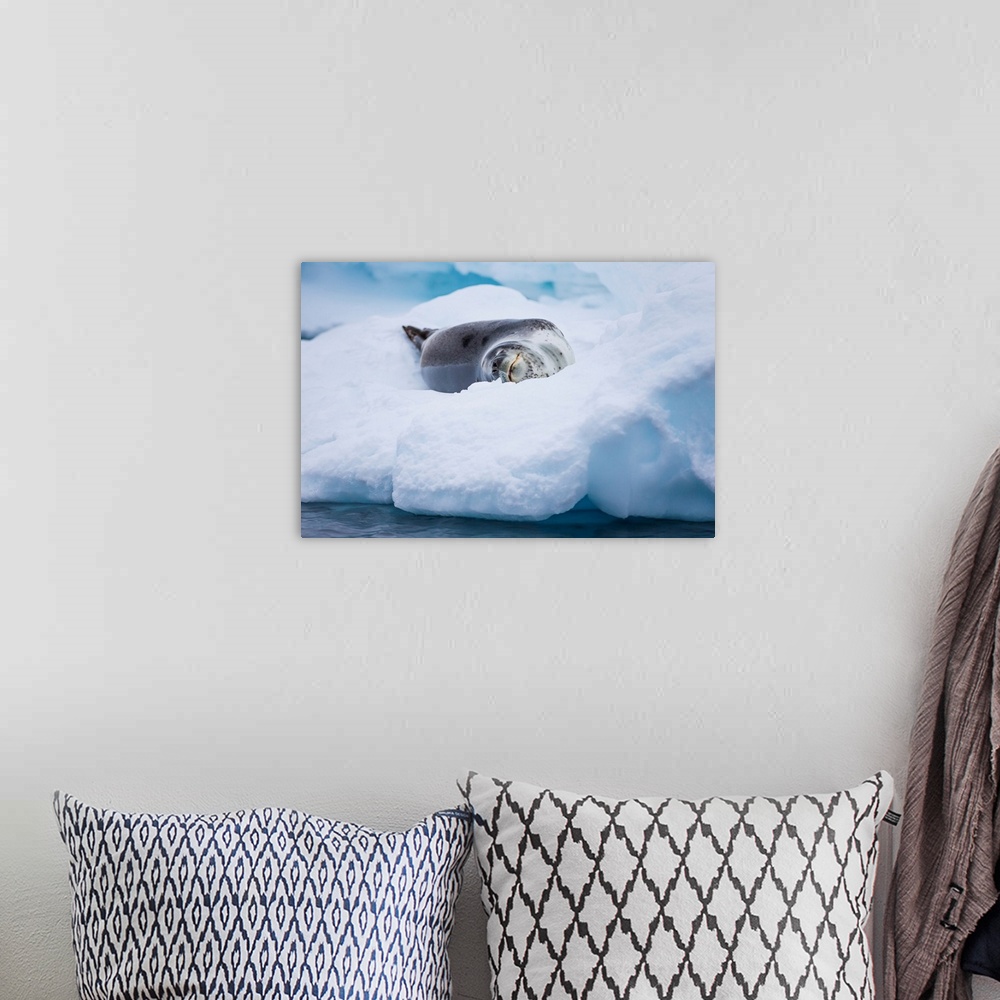 A bohemian room featuring A leopard seal resting on an iceberg in Antarctica.
