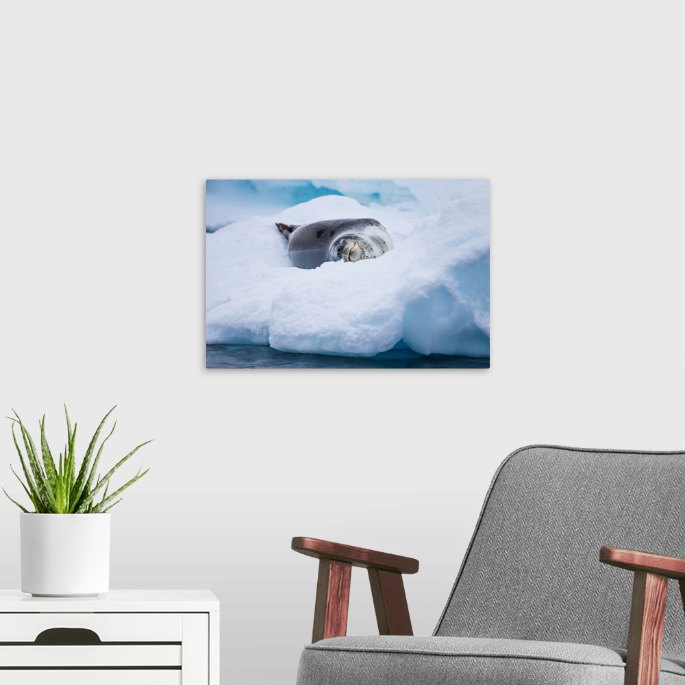 A modern room featuring A leopard seal resting on an iceberg in Antarctica.