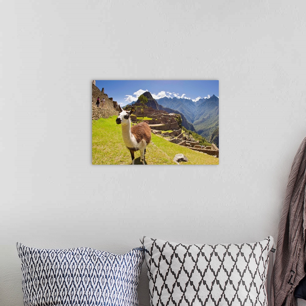 A bohemian room featuring A llama at the pre-Columbian Inca ruins at Machu Picchu.