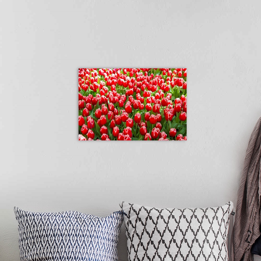 A bohemian room featuring A mass of red tulips with white edges at a spring exhibit.