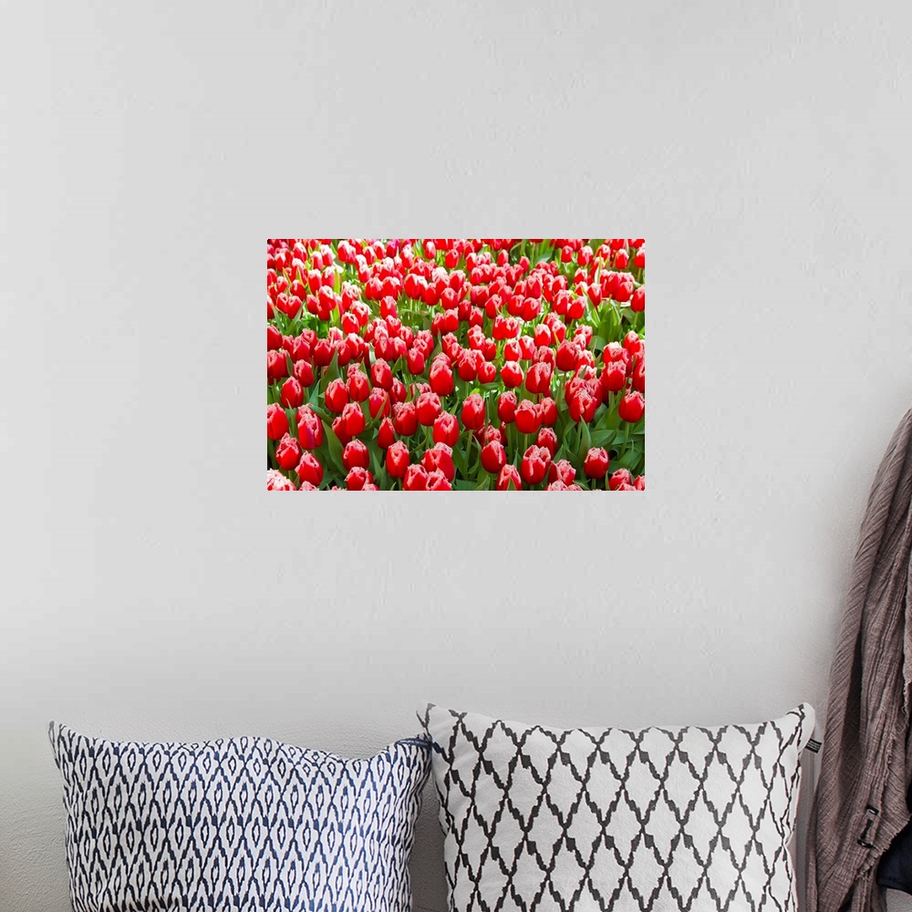 A bohemian room featuring A mass of red tulips with white edges at a spring exhibit.