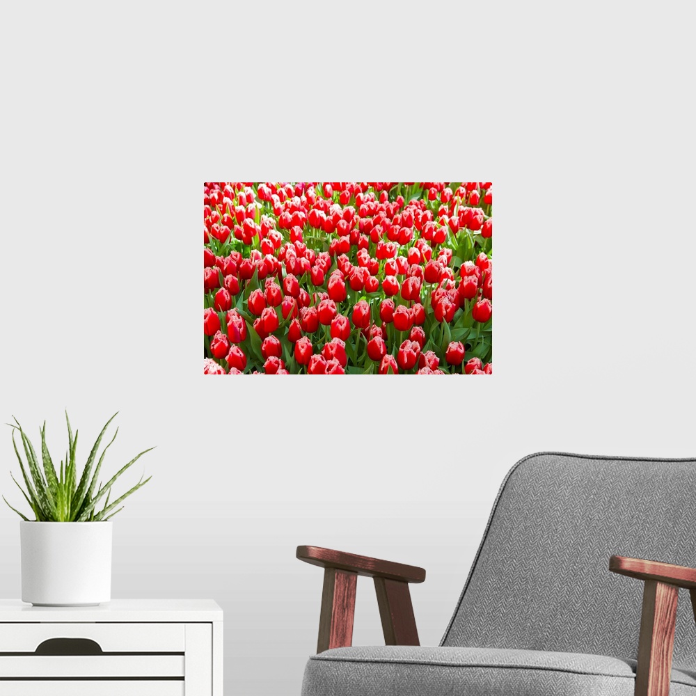A modern room featuring A mass of red tulips with white edges at a spring exhibit.