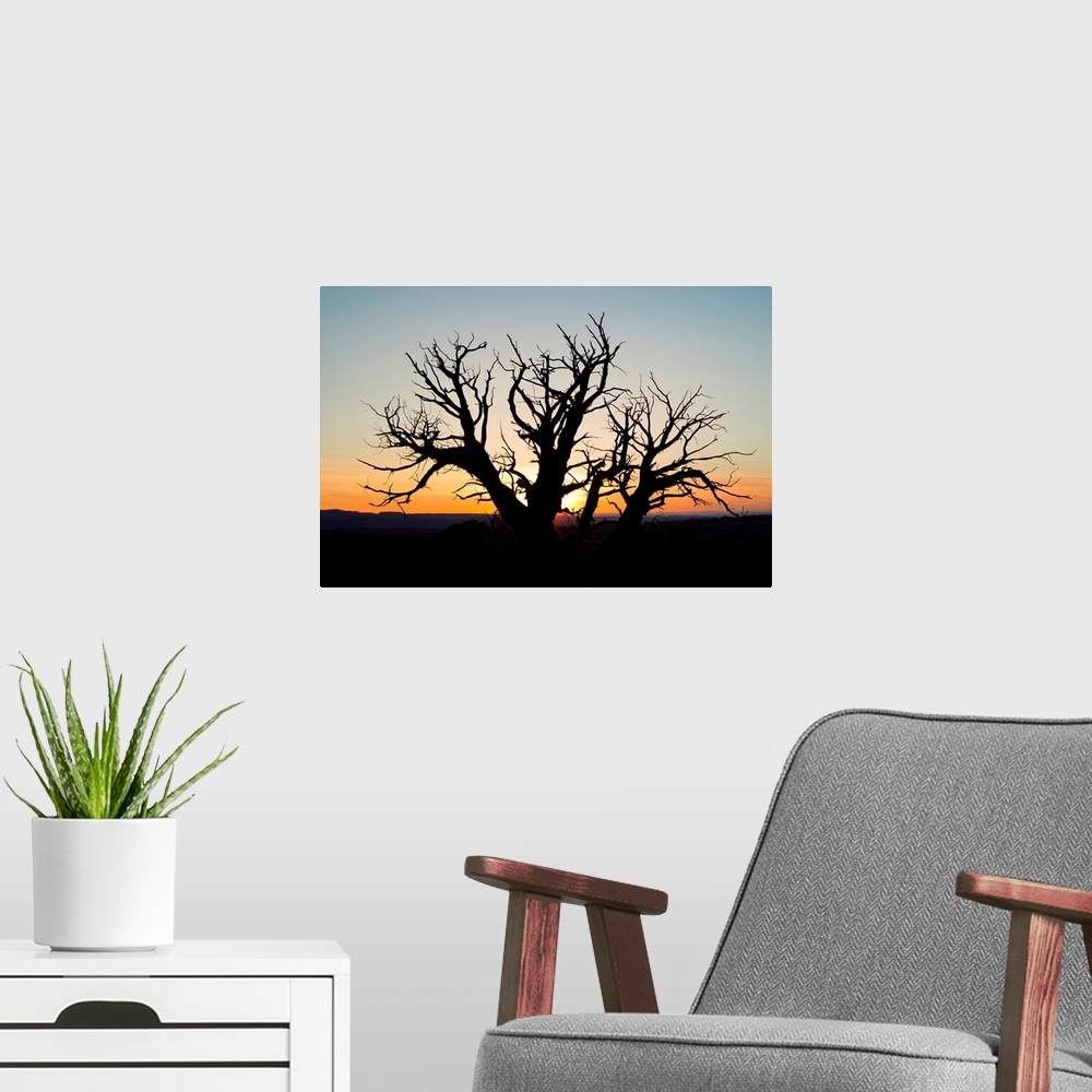 A modern room featuring A silhouetted tree at sunset.