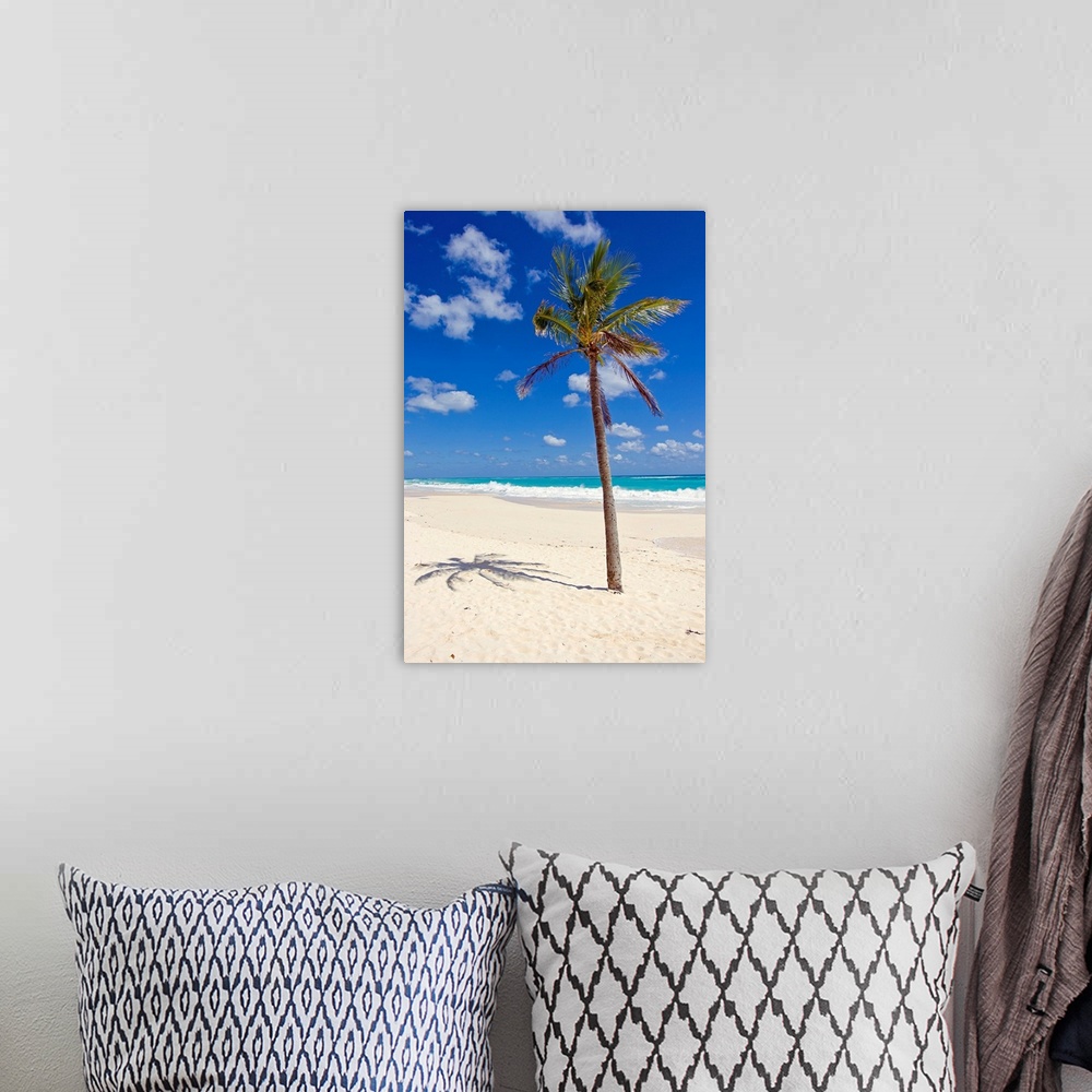 A bohemian room featuring A single palm tree casts a shadow on an amazing Bermuda beach.