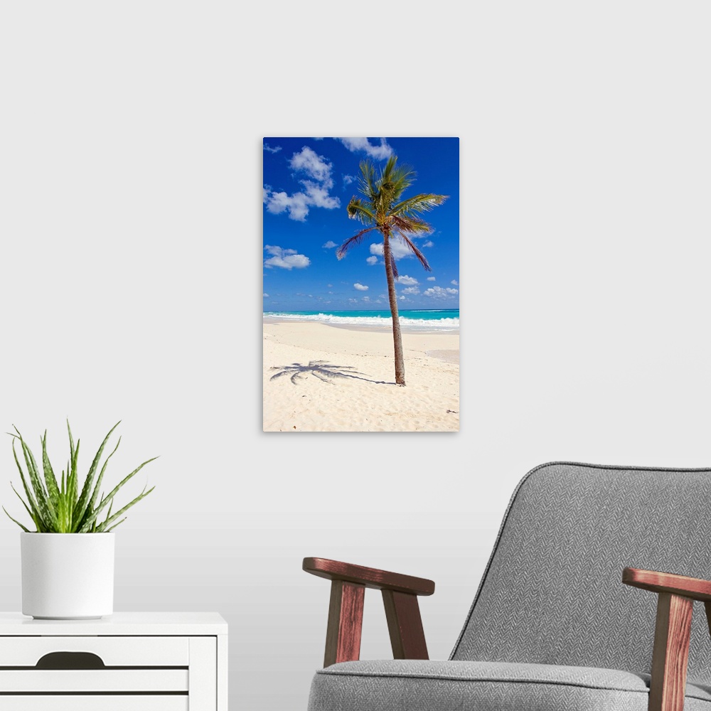 A modern room featuring A single palm tree casts a shadow on an amazing Bermuda beach.