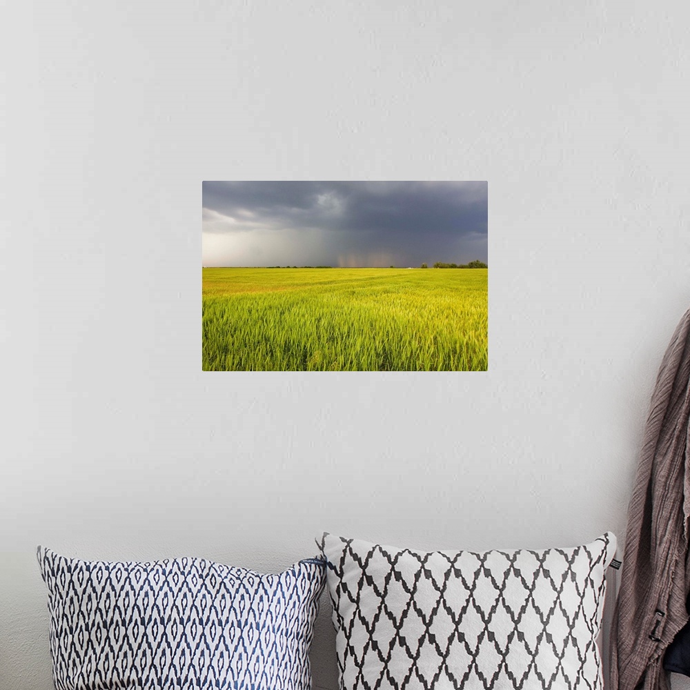 A bohemian room featuring A thunderstorm with dark clouds rolls over a sunlit wheat field.