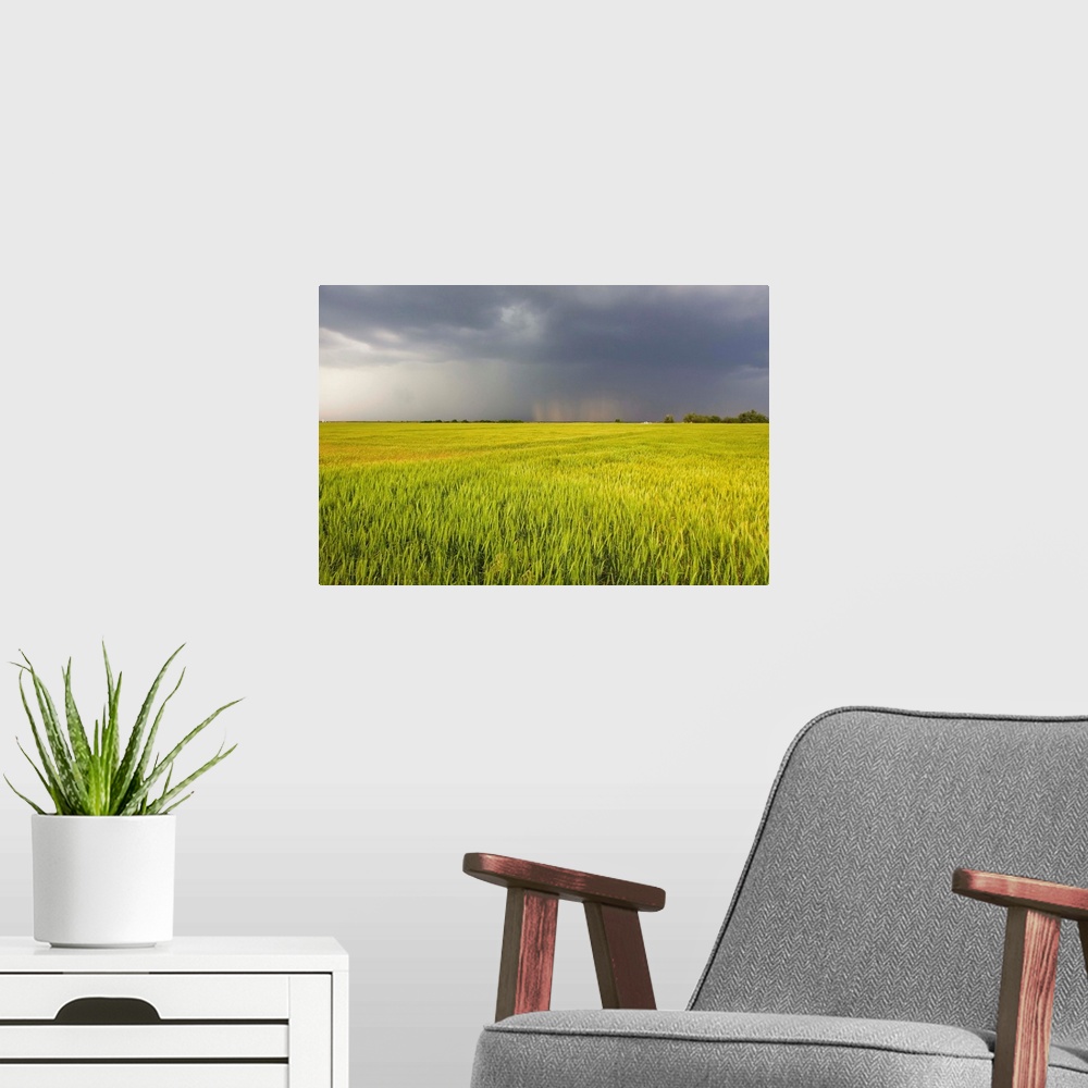 A modern room featuring A thunderstorm with dark clouds rolls over a sunlit wheat field.