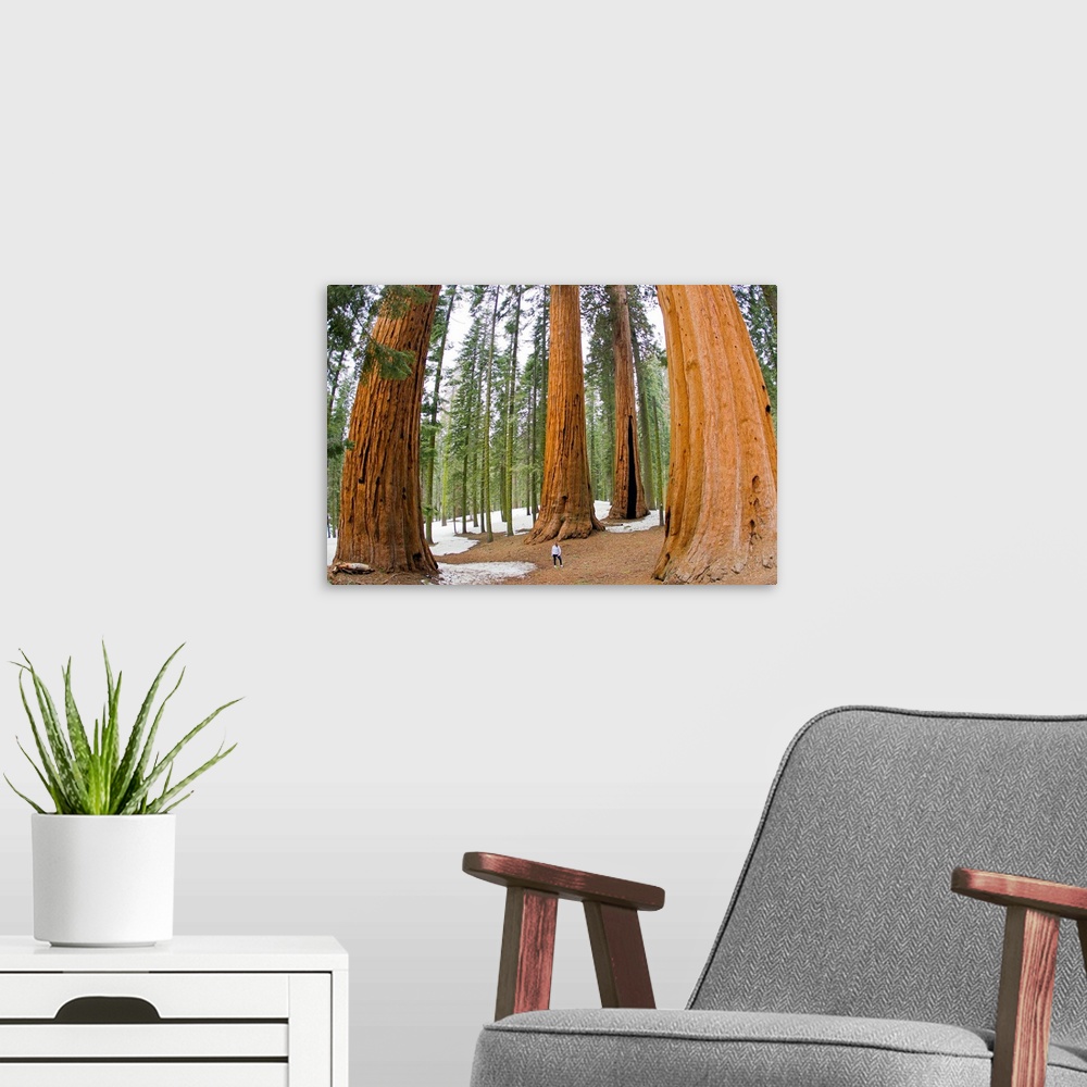 A modern room featuring A woman in between giant sequoia trees gives scale to their size.