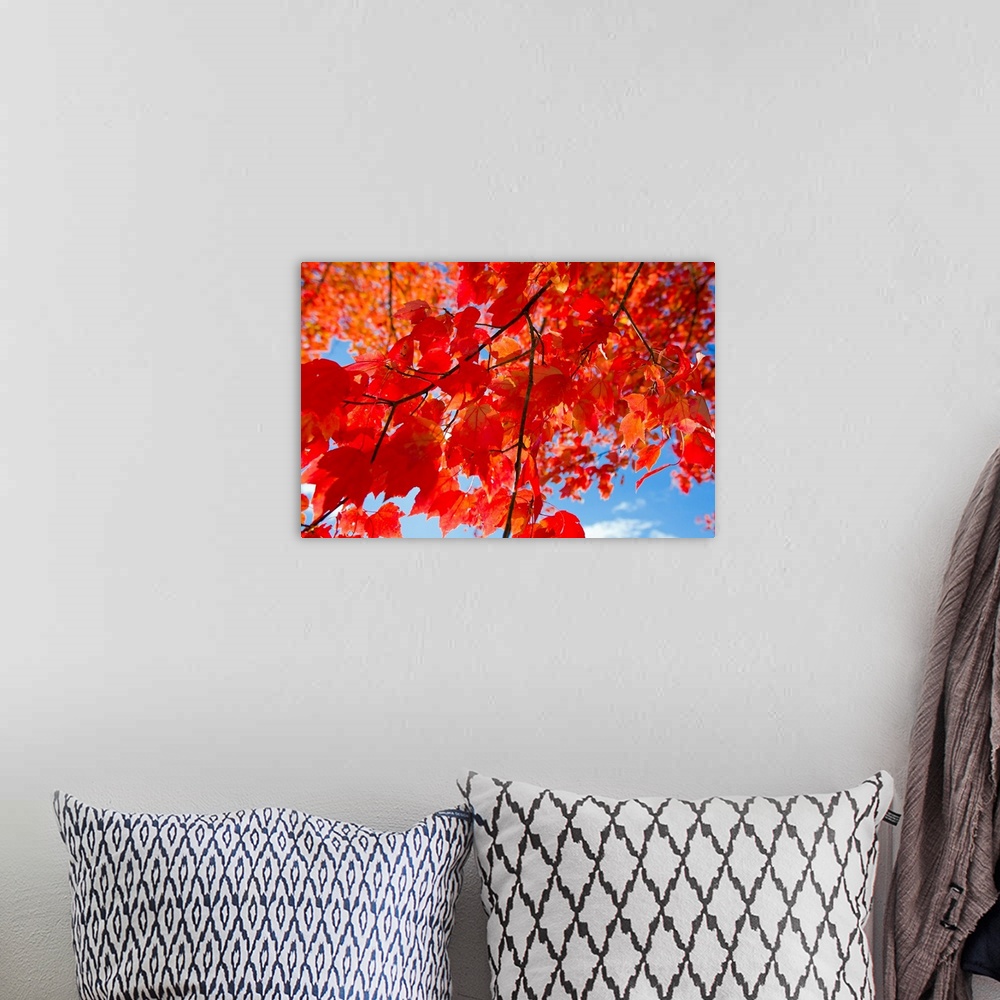 A bohemian room featuring Brilliant red leaves on a sugar maple tree during autumn.