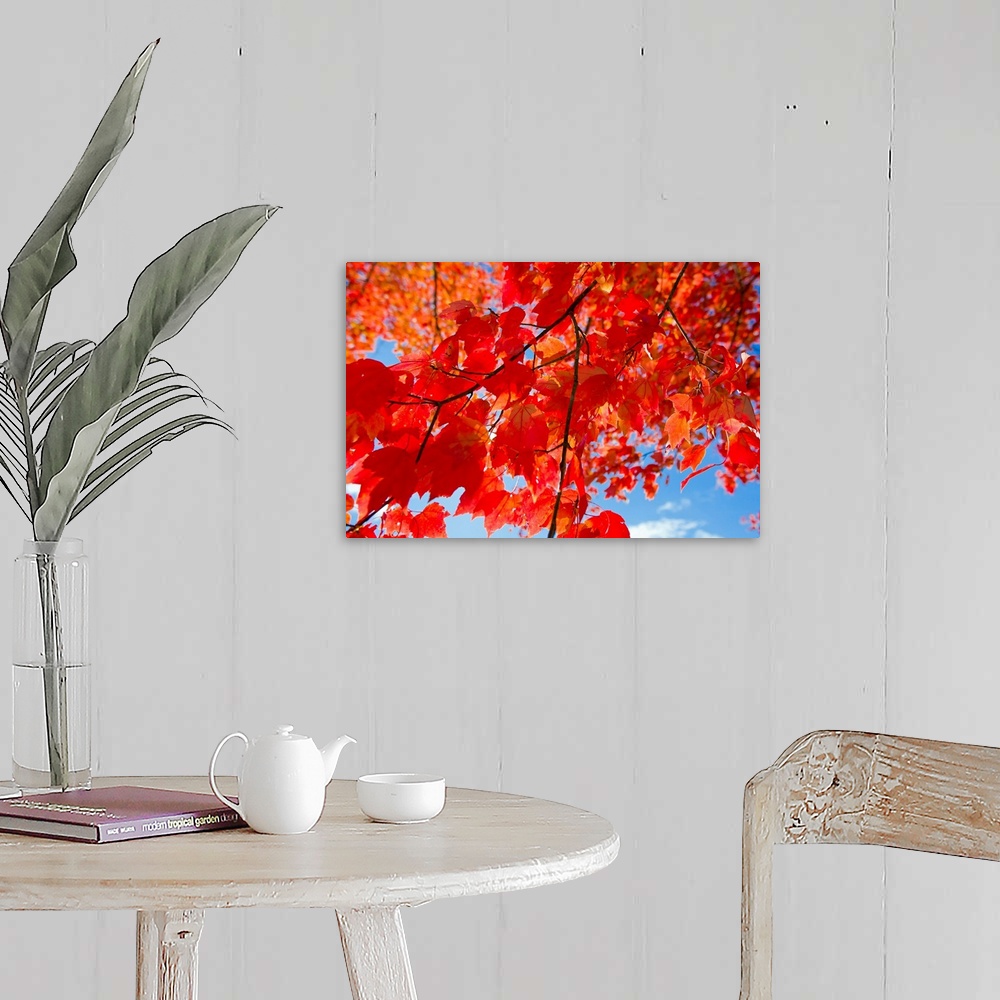 A farmhouse room featuring Brilliant red leaves on a sugar maple tree during autumn.