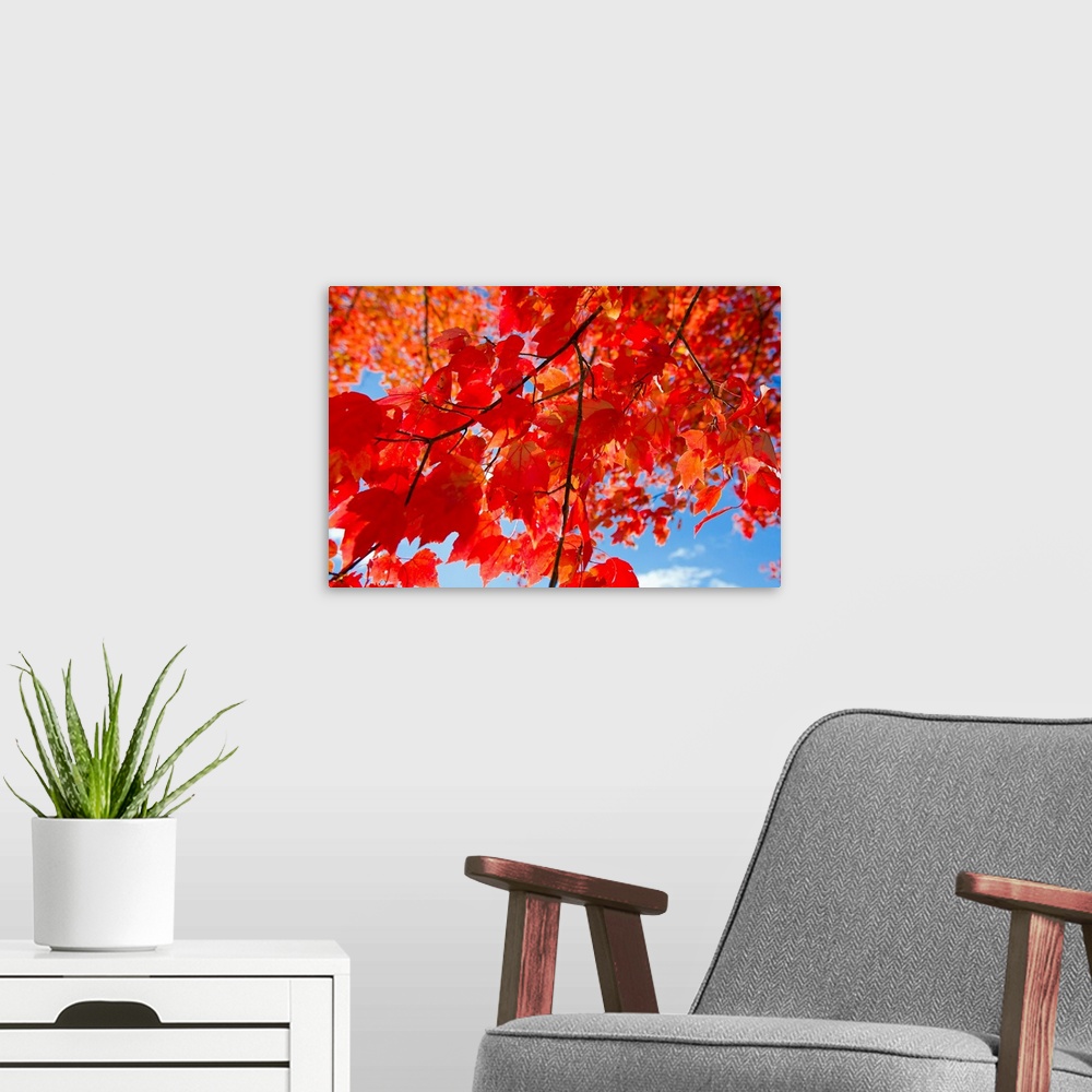 A modern room featuring Brilliant red leaves on a sugar maple tree during autumn.