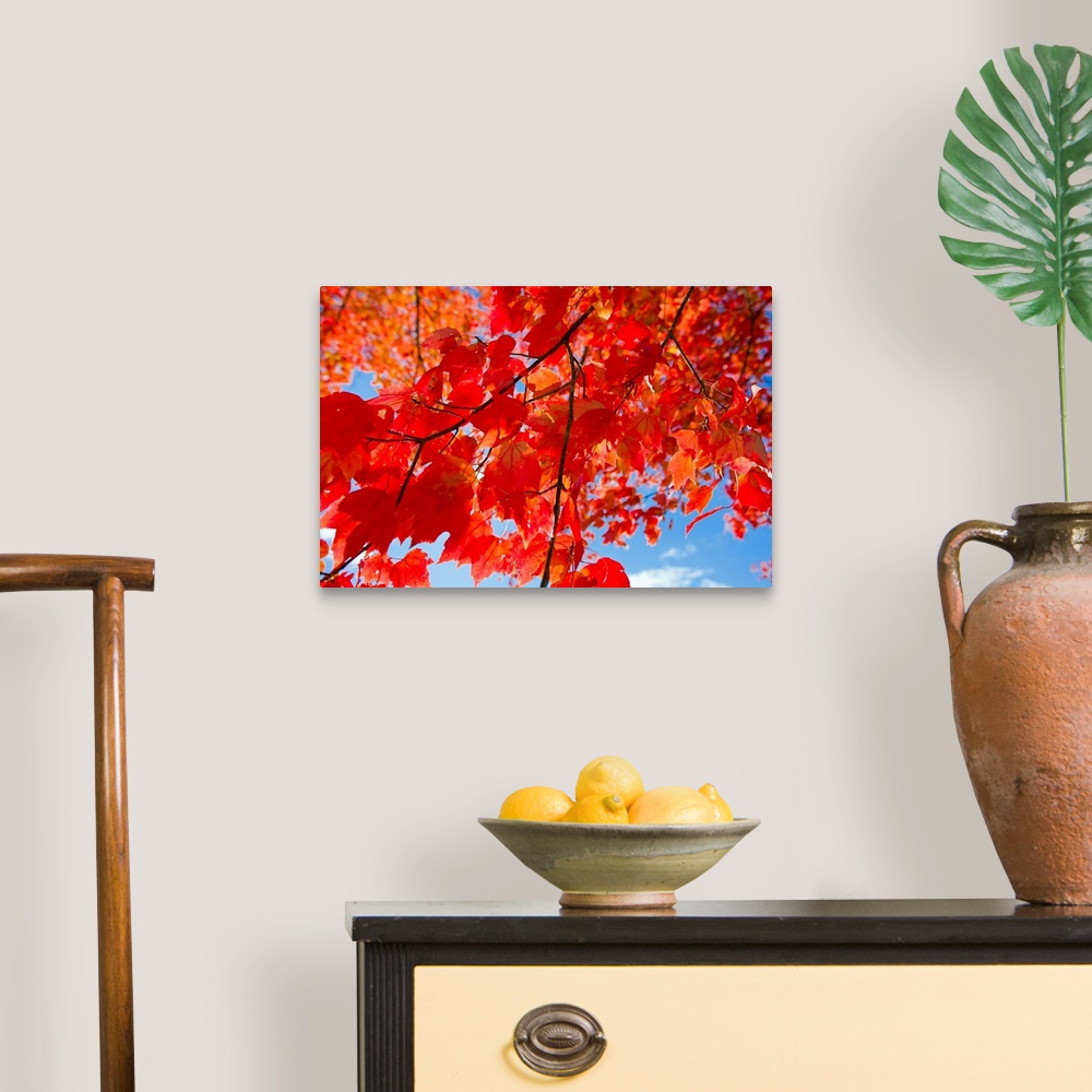 A traditional room featuring Brilliant red leaves on a sugar maple tree during autumn.