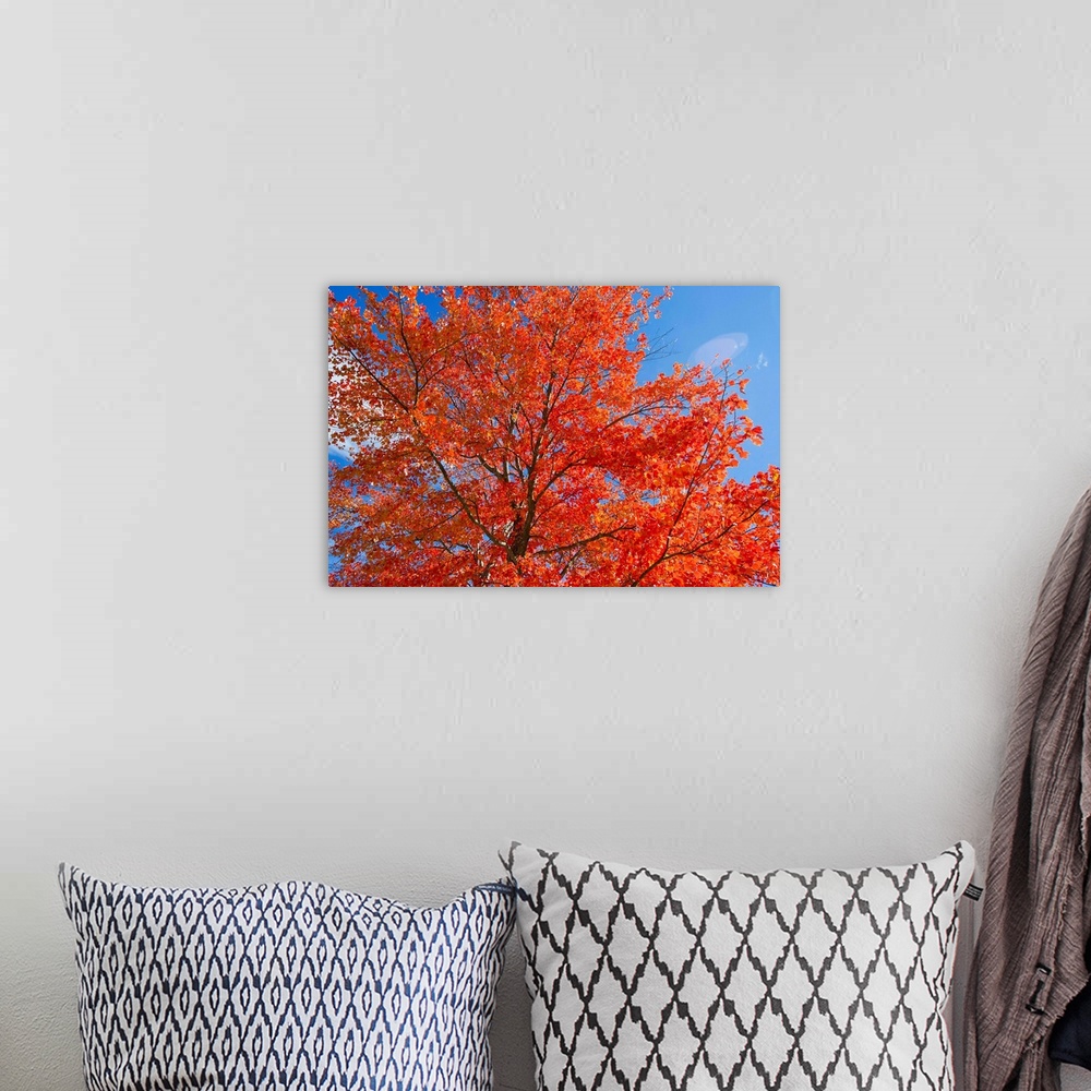 A bohemian room featuring Brilliant red leaves on a sugar maple tree in autumn.