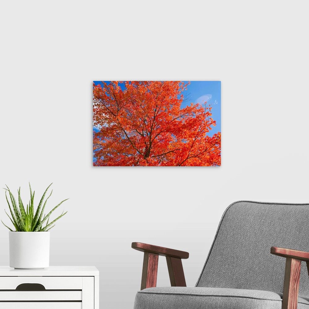 A modern room featuring Brilliant red leaves on a sugar maple tree in autumn.