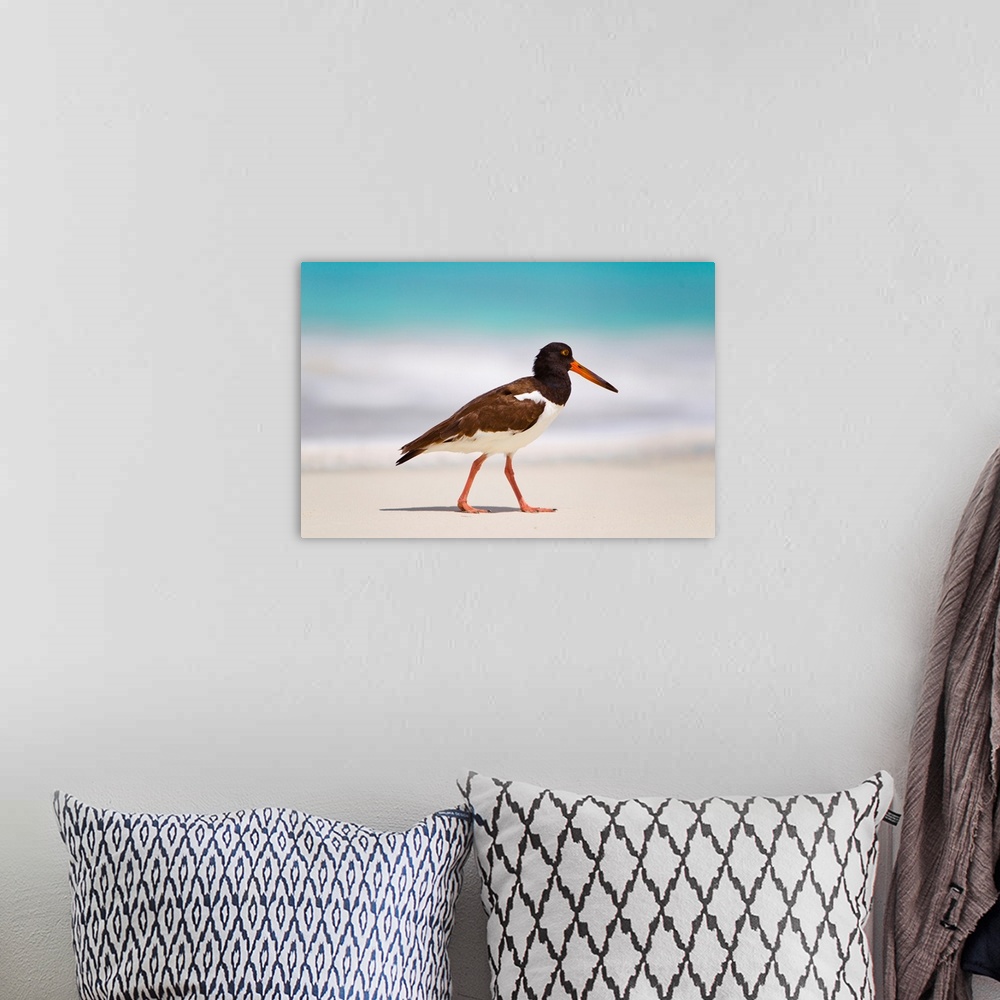 A bohemian room featuring An american Oystercatcher on the beach of the Turks and Caicos.
