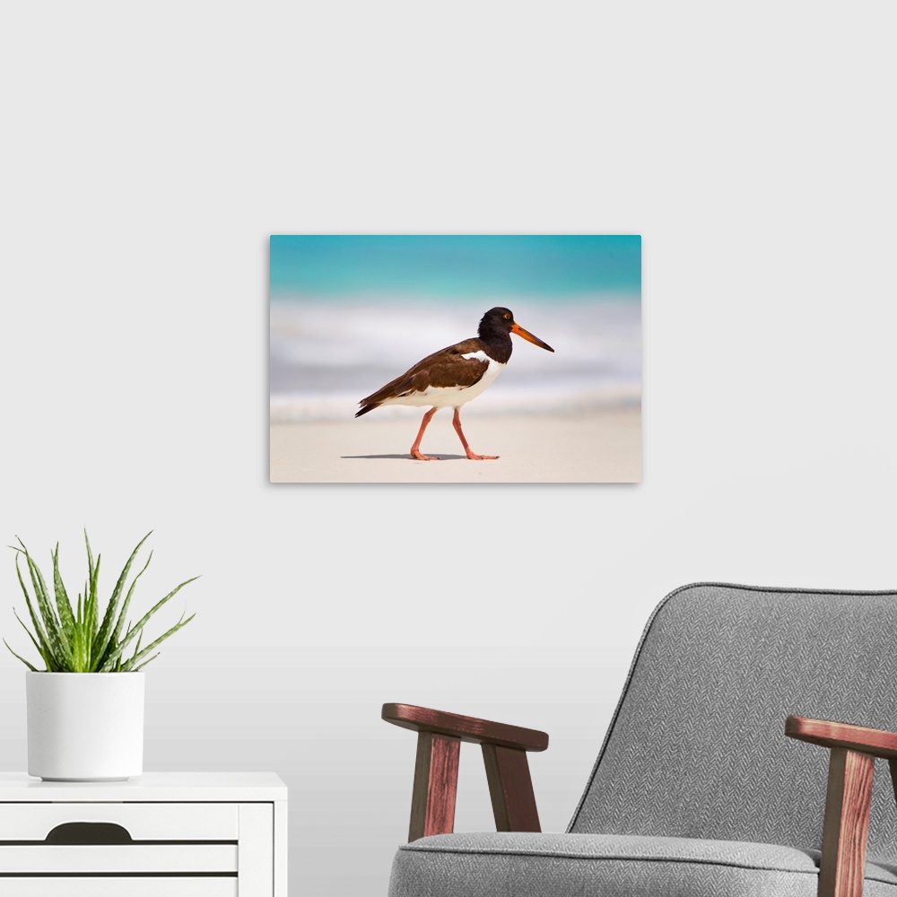 A modern room featuring An american Oystercatcher on the beach of the Turks and Caicos.