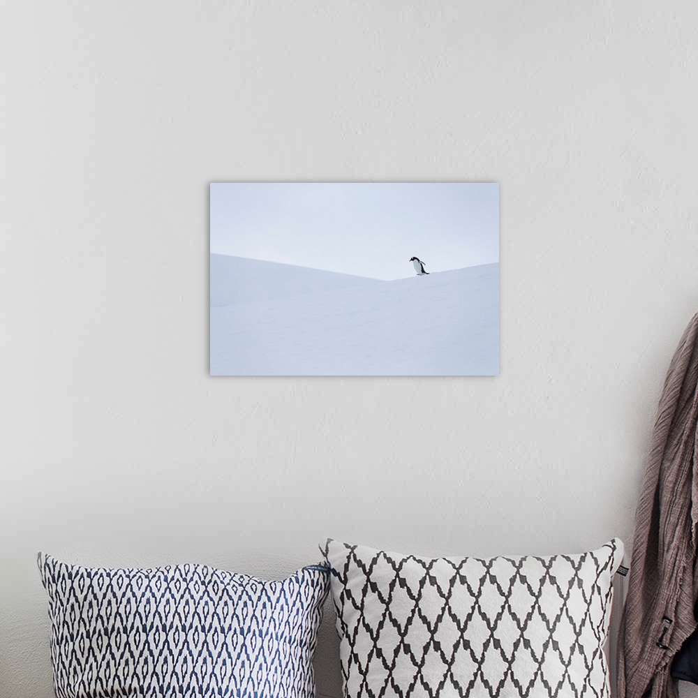 A bohemian room featuring Gentoo penguin during snow and whiteout conditions in Antarctica.