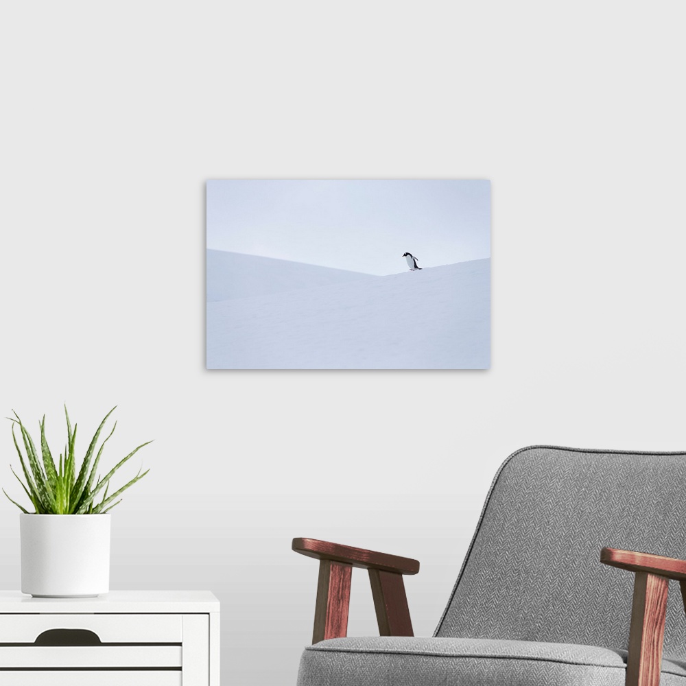 A modern room featuring Gentoo penguin during snow and whiteout conditions in Antarctica.