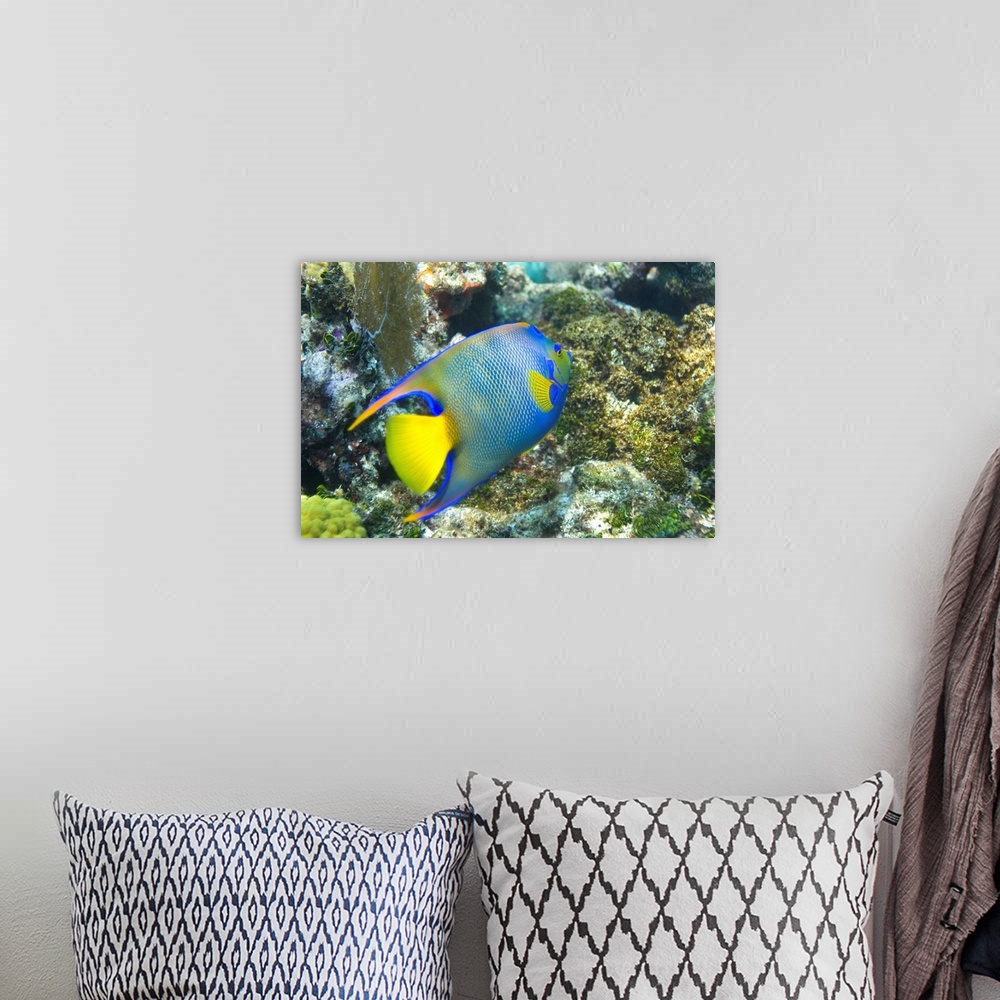 A bohemian room featuring A blue angelfish swimming in the coral reef off of Key Largo.