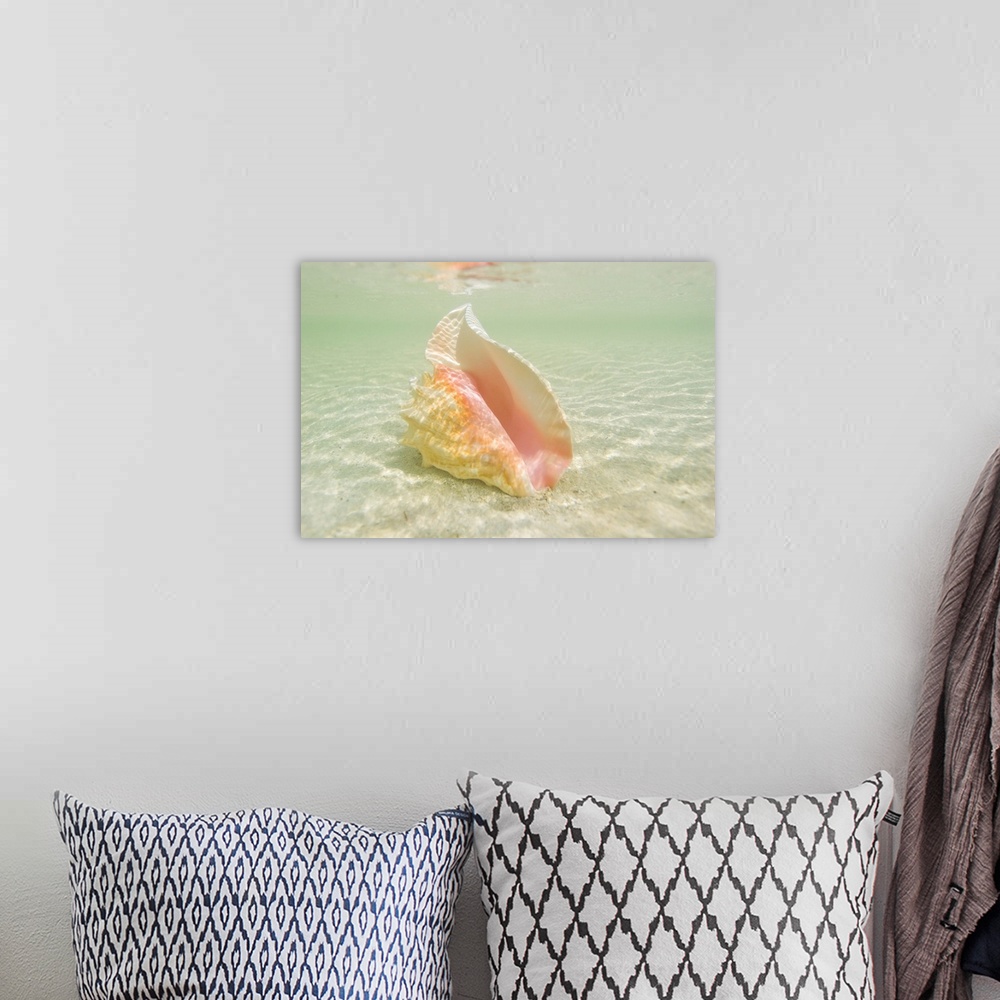 A bohemian room featuring Queen conch shell on an underwater sandbar in the Florida Keys.