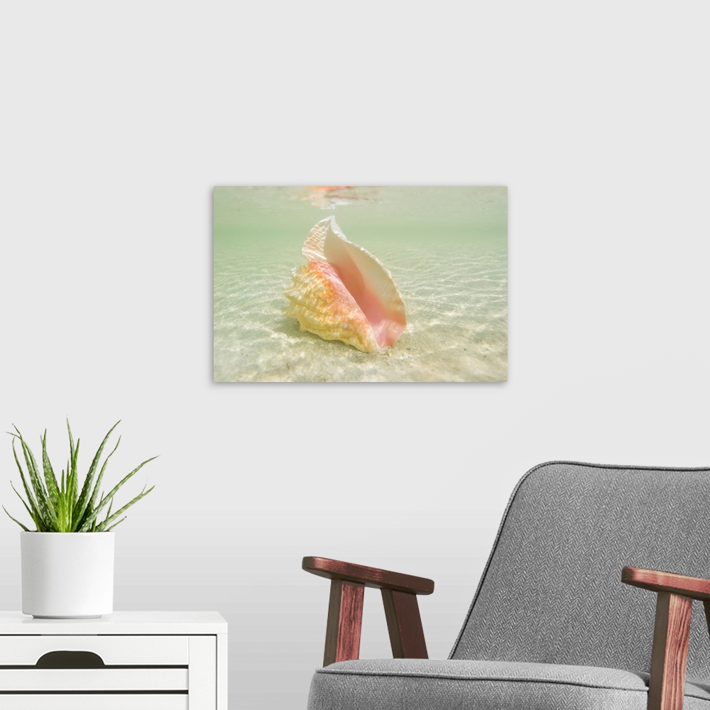 A modern room featuring Queen conch shell on an underwater sandbar in the Florida Keys.