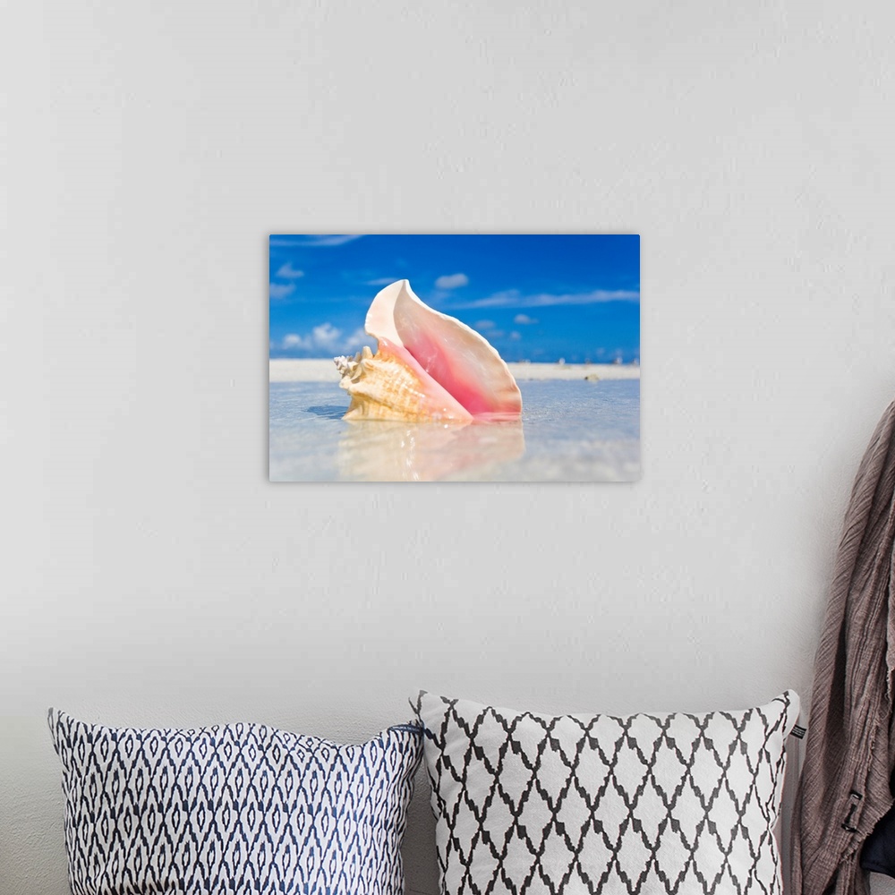 A bohemian room featuring Queen conch shell in shallow water on a sandbar in the Florida Keys.