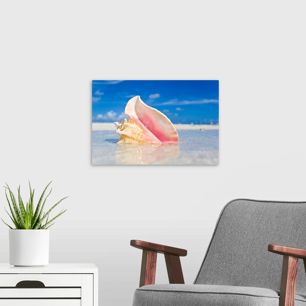 A modern room featuring Queen conch shell in shallow water on a sandbar in the Florida Keys.