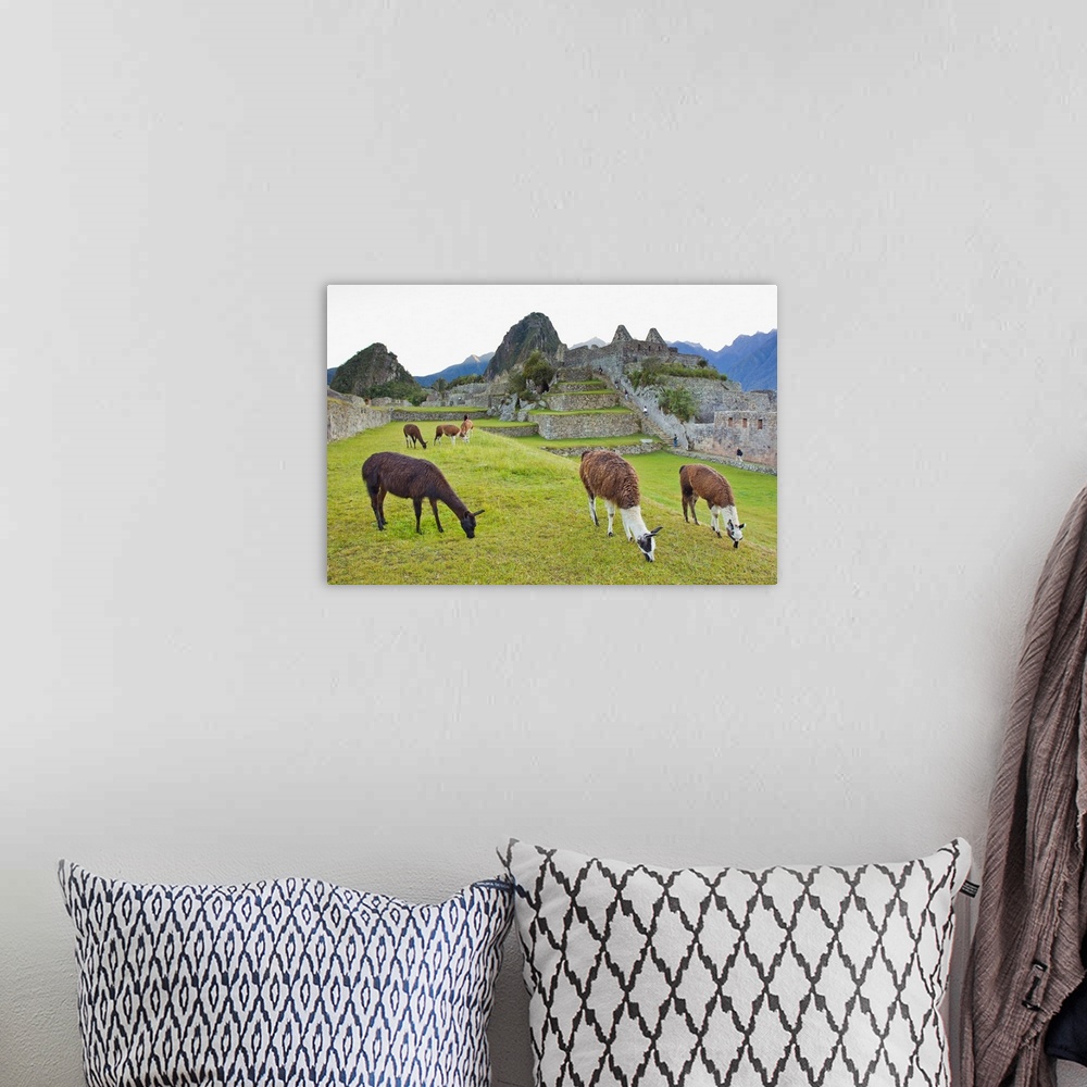 A bohemian room featuring Llamas eating on the grounds of the Inca ruins of Machu Picchu.