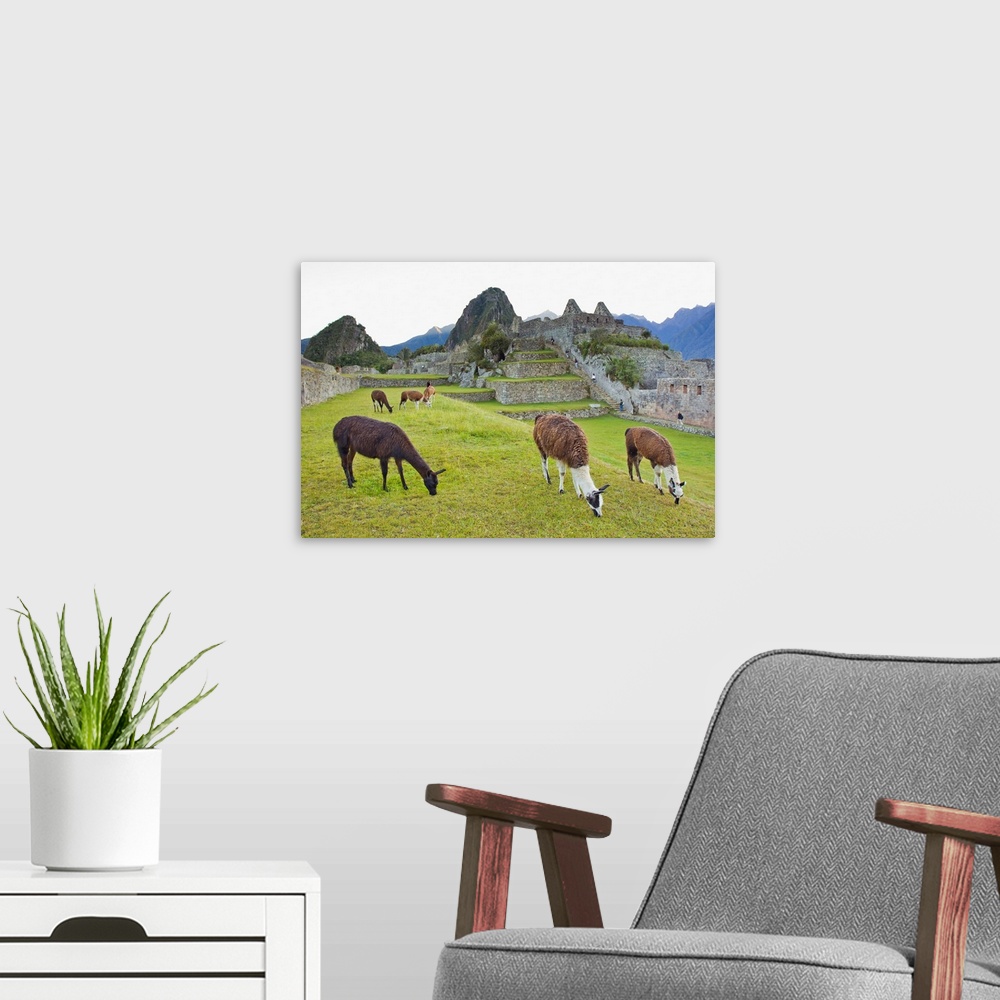 A modern room featuring Llamas eating on the grounds of the Inca ruins of Machu Picchu.