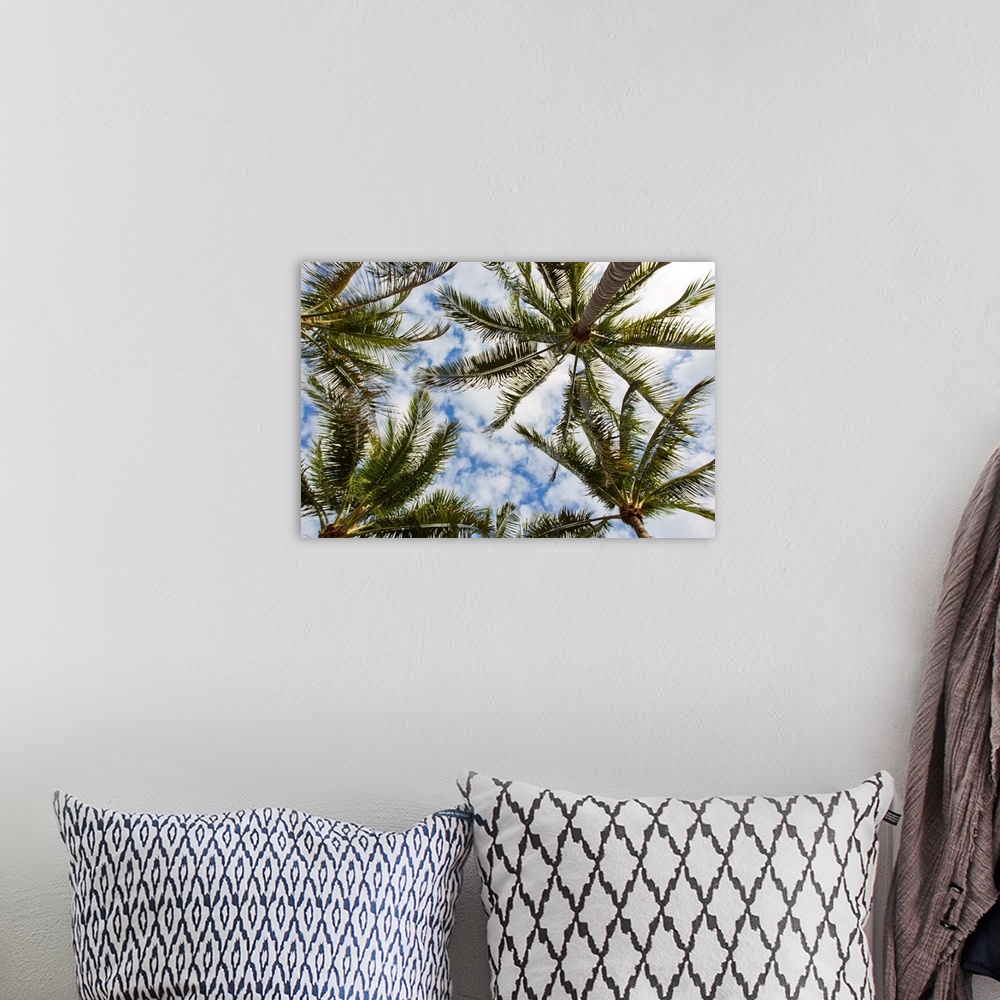 A bohemian room featuring Looking up into the crown of palm trees, against a cloud-filled sky.