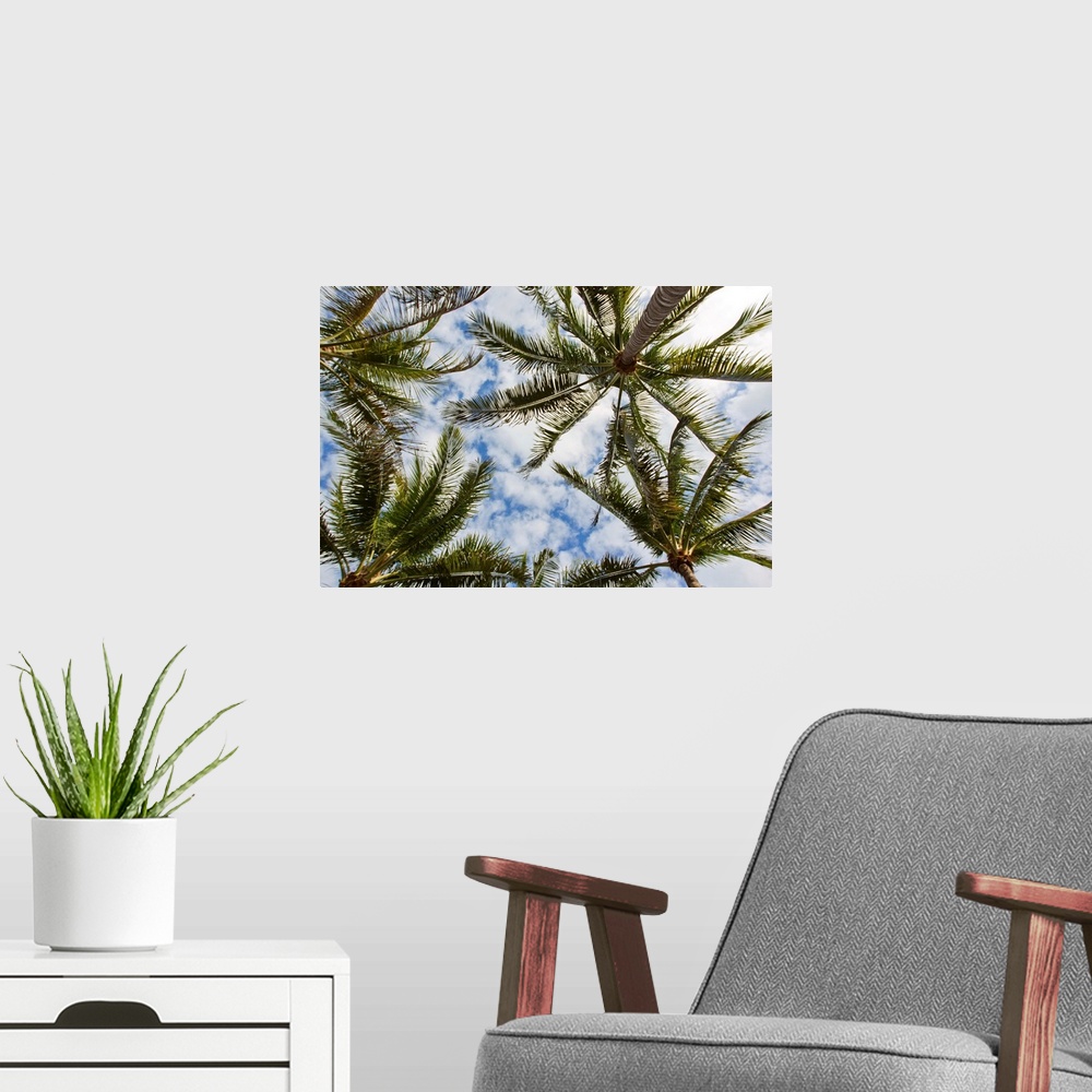 A modern room featuring Looking up into the crown of palm trees, against a cloud-filled sky.