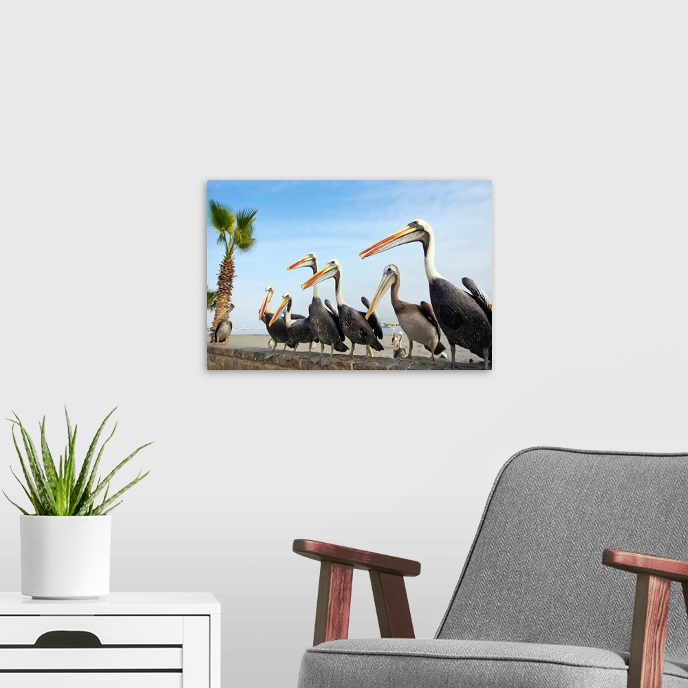 A modern room featuring Peruvian pelicans sitting on a seawall at the beach.