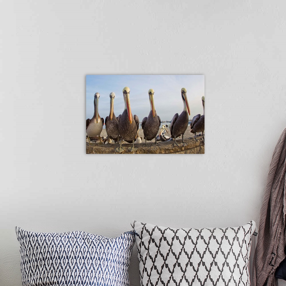 A bohemian room featuring Peruvian pelicans sitting on a seawall at the beach.