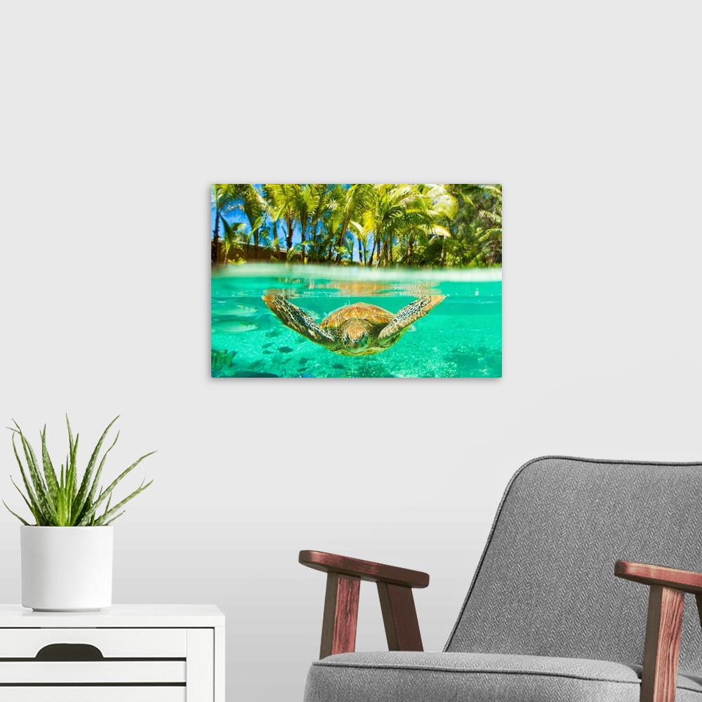 A modern room featuring Swimming with green sea turtles at the Le M..ridien resort in Bora Bora in the French Polynesian ...