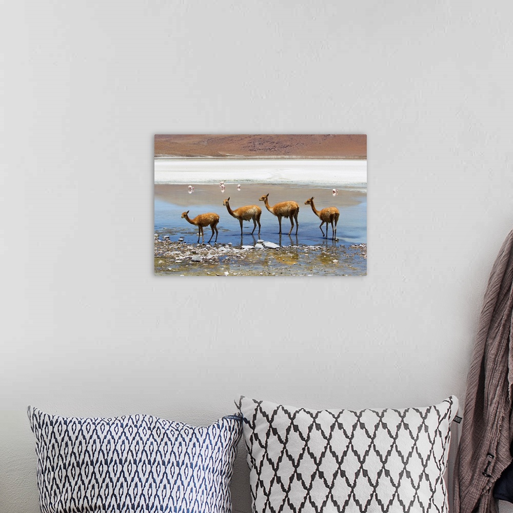 A bohemian room featuring Vicunas standing in a row at a lagoon.