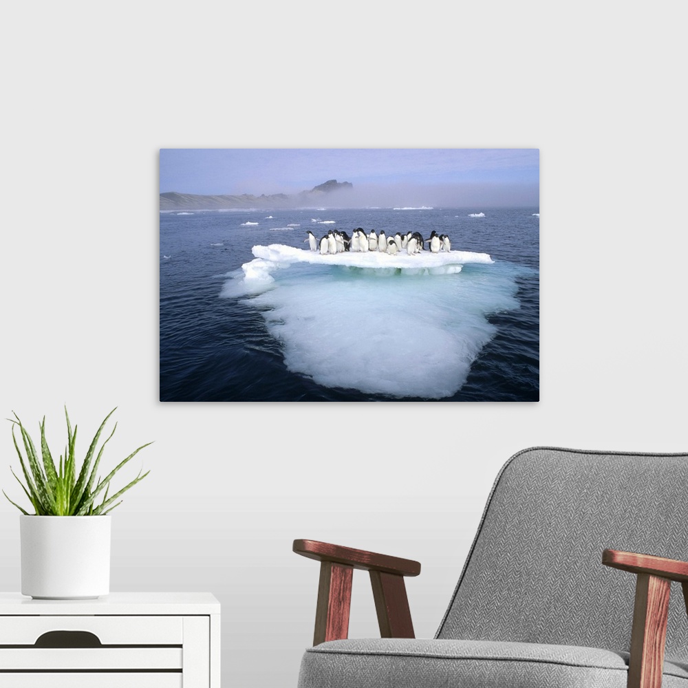 A modern room featuring Adelie Penguin (Pygoscelis adeliae) group crowding on melting summer ice floe, Possession Island,...